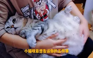 Download Video: 小猫咪最想告诉你的五件小事！