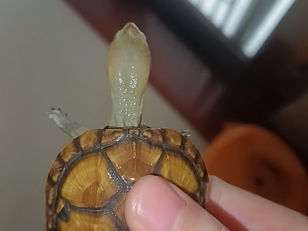 精品北部白唇蛋龟,变异,背上有四个绝无仅有的对称的黑斑,世界上找不