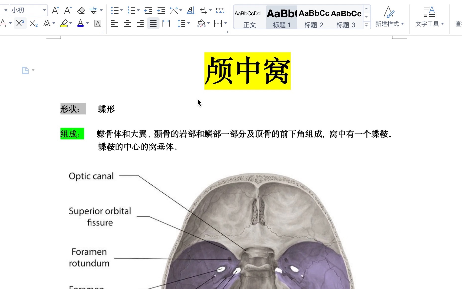 颅中窝人体解剖学作业示范哔哩哔哩bilibili