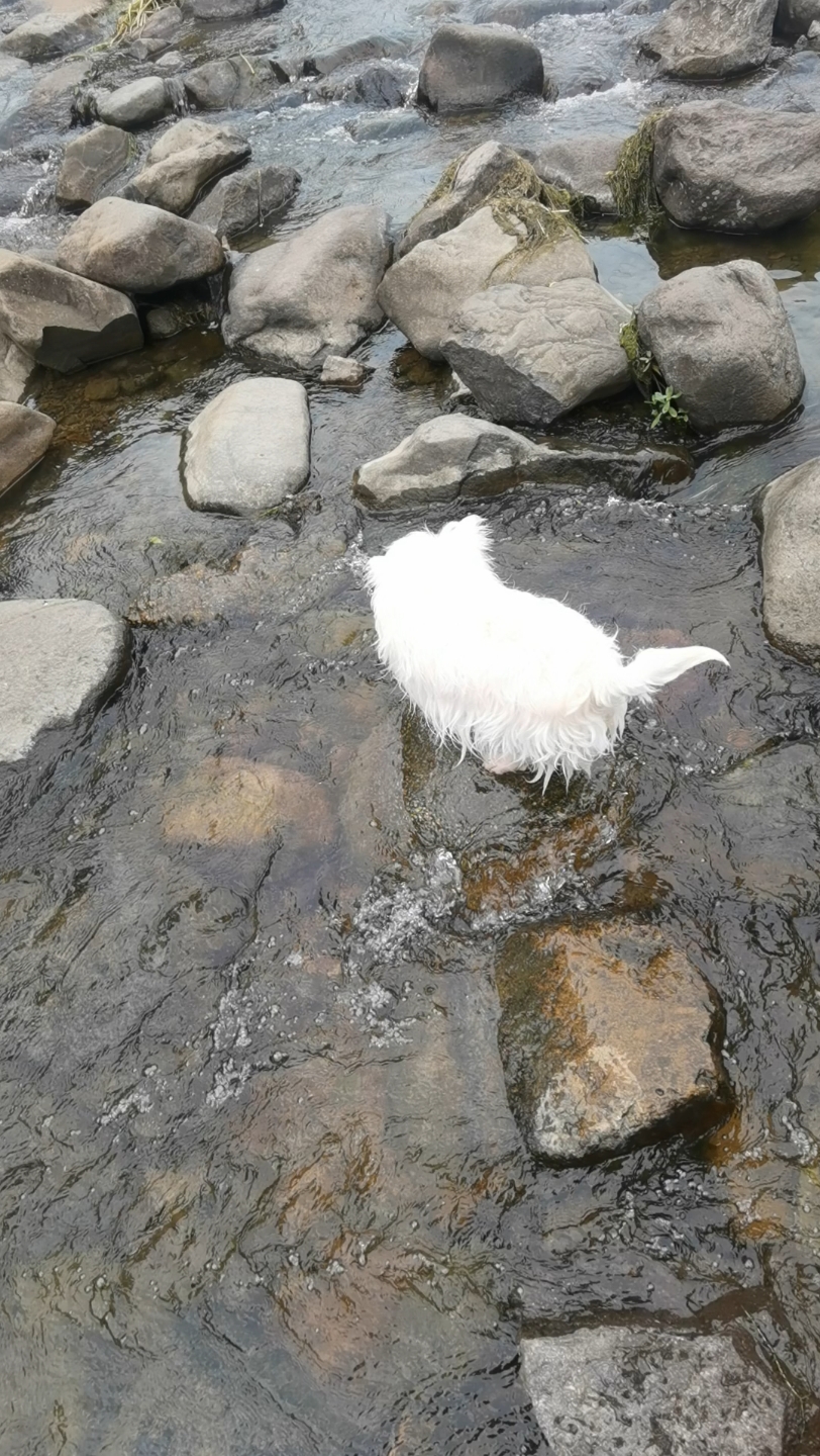 小狗出行:安吉鱼鳞坝玩水4