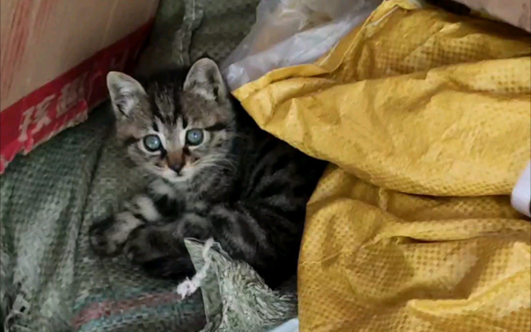 老玩童养的狸花猫生了只小猫,非常可爱