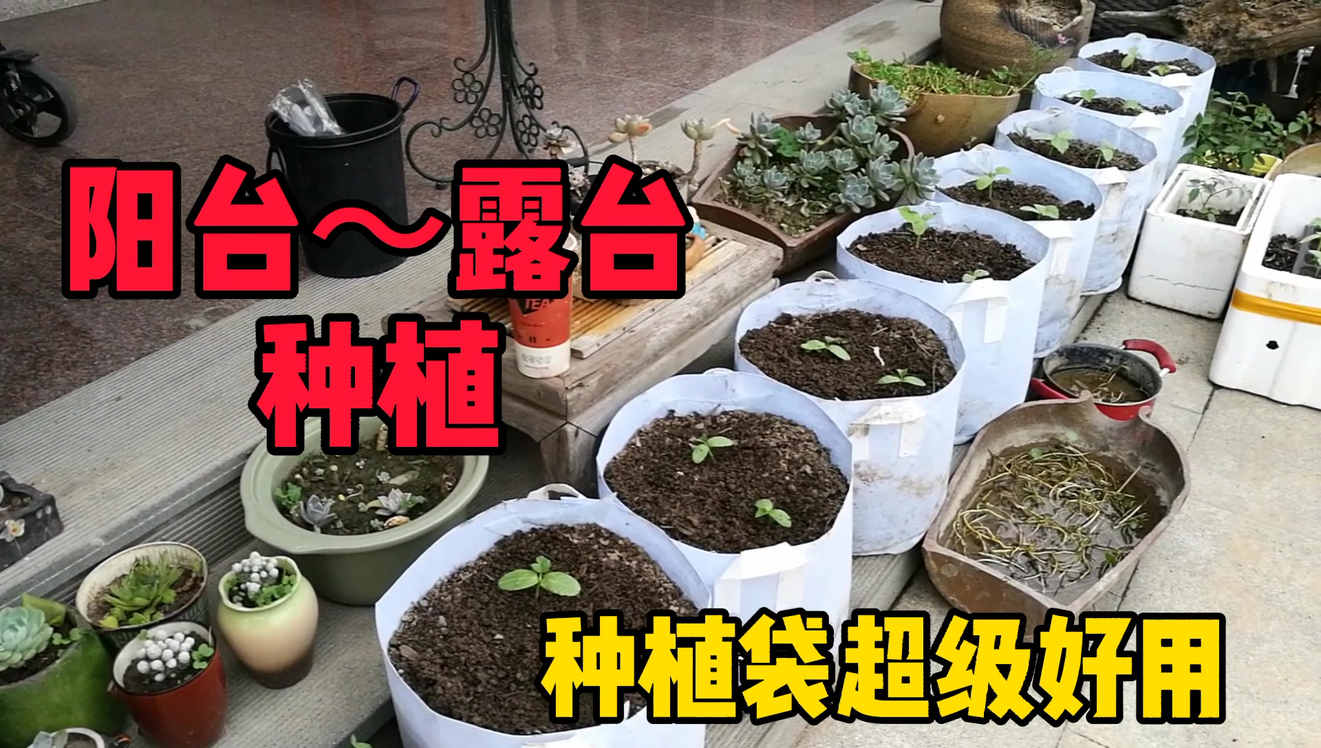 夫妻種菜廢物利用黃瓜遮陽簾和多肉幾平方陽臺種菜同樣很能長