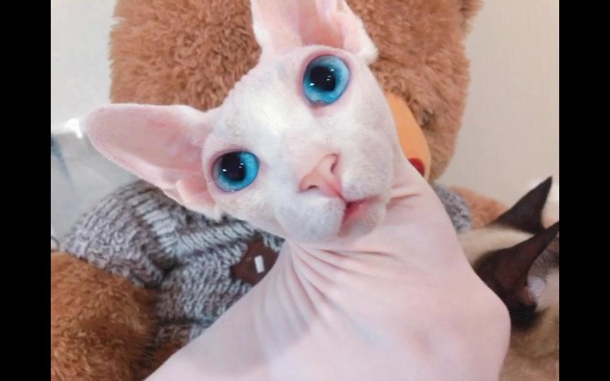 原来你是这样的比鲁斯大人#一只蓝眼红唇肤白貌美的无毛猫灵魂出窍了