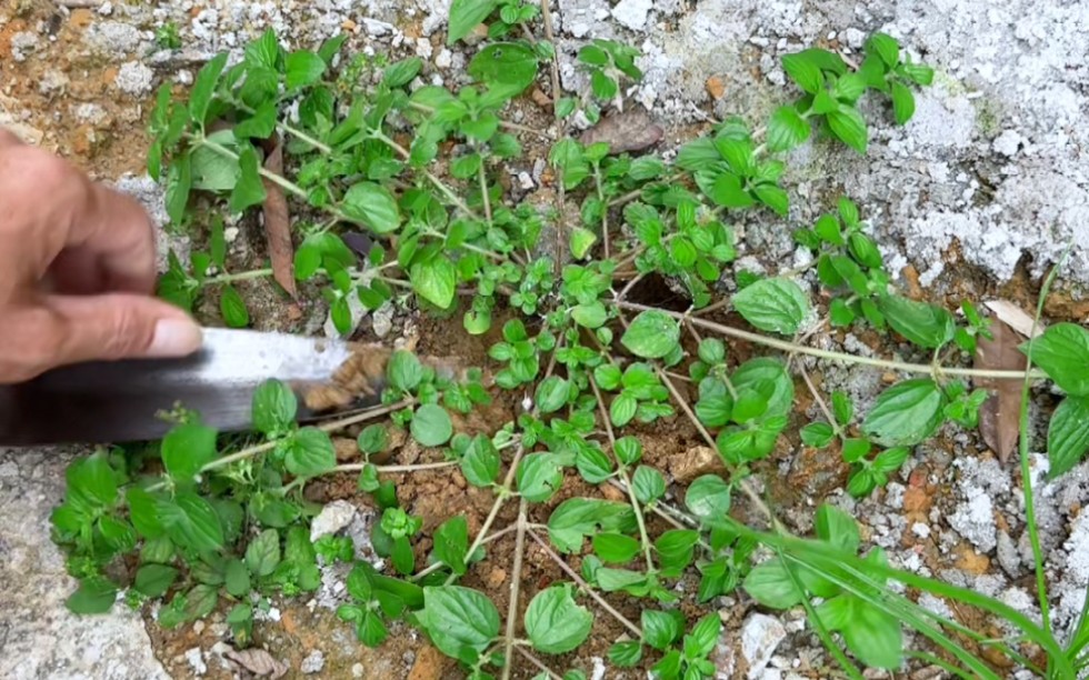 这种植物叫糯米藤,别名雾水葛,农村人常采挖它