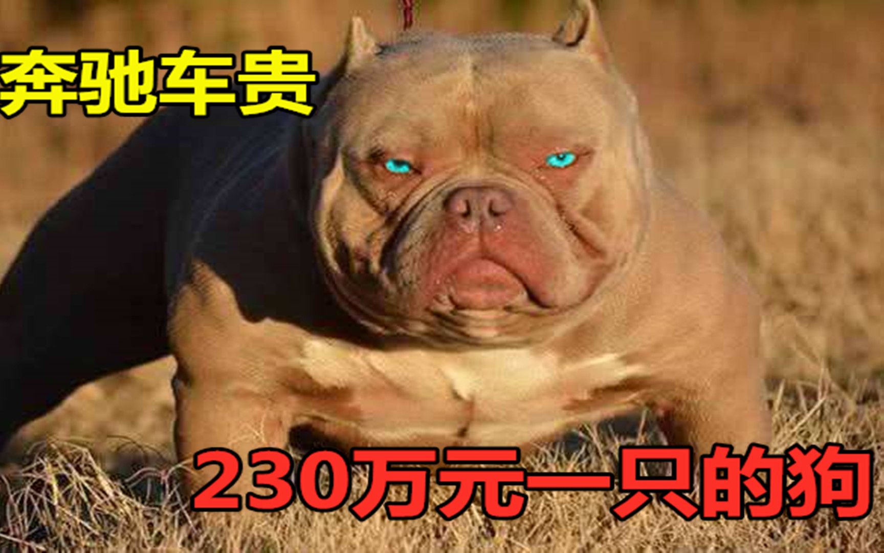 230万元一只的恶霸犬,出生需要剖腹产,价格越高买的人越多原因在这里哔哩哔哩bilibili