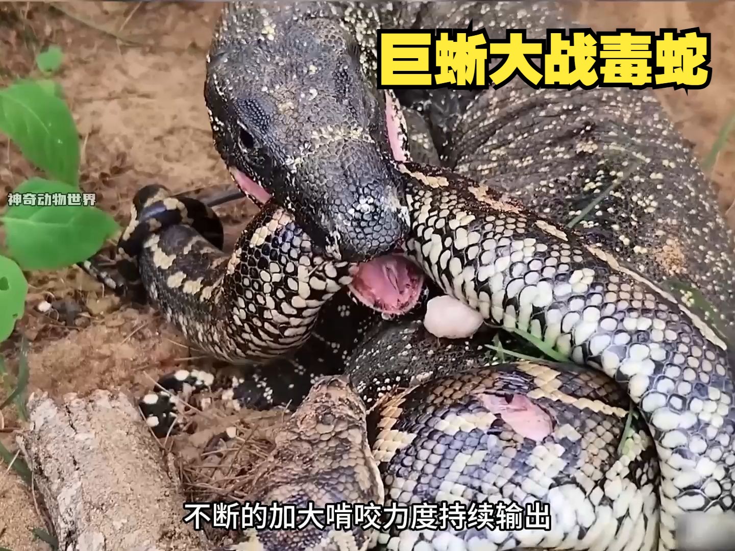 科莫多巨蜥大战毒蛇,最后把毒蛇活活咬死