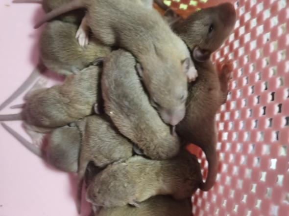 自家生的稀有色蓝金花枝鼠宝宝16天了,找家长,保定支持自提免费送