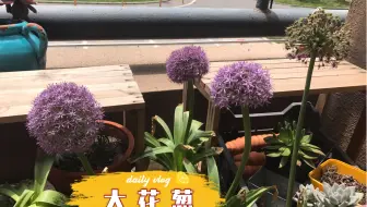 这种 洋葱 开花是蓝紫色的大花球 像大号棒棒糖一样 哔哩哔哩 Bilibili