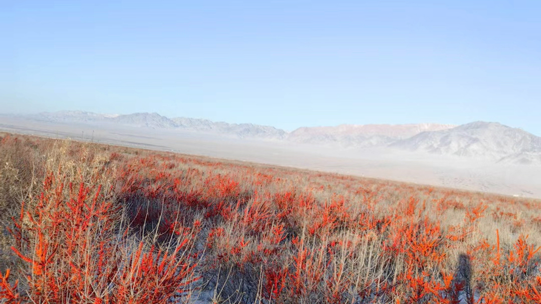 欢迎大家来美丽新疆中国沙棘城170团做客,这里有活化石之称的沙棘林