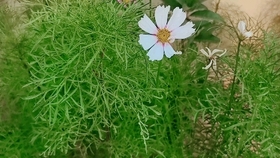 格桑花开 韩红 哔哩哔哩 つロ干杯 Bilibili