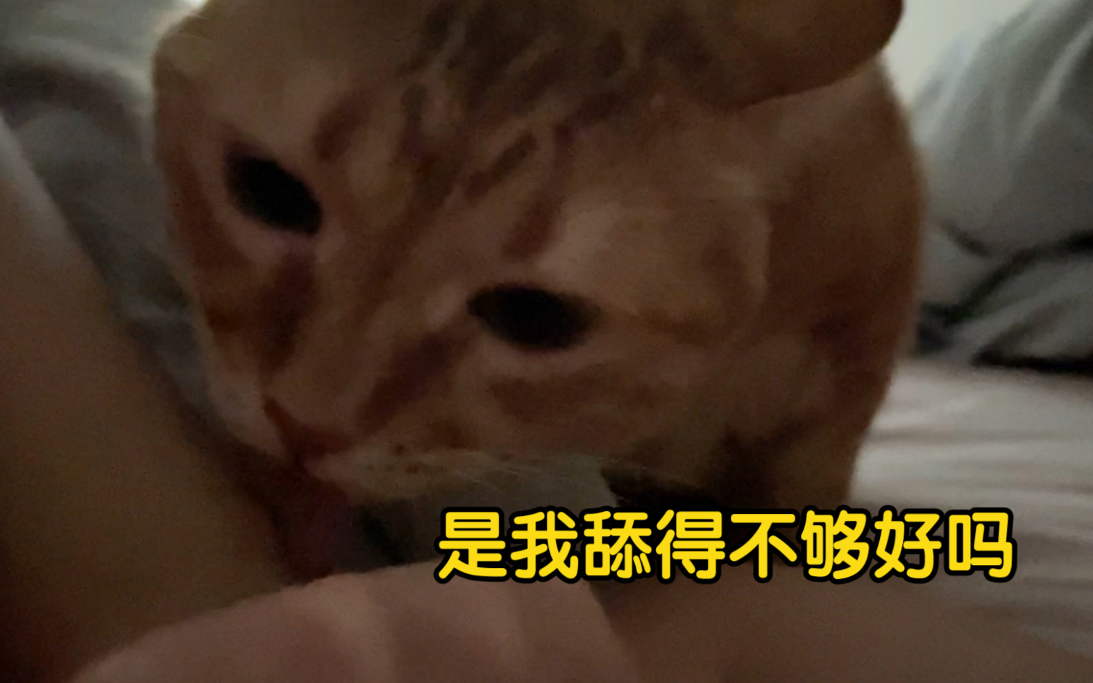 我昨晚梦见别的小猫了哔哩哔哩bilibili