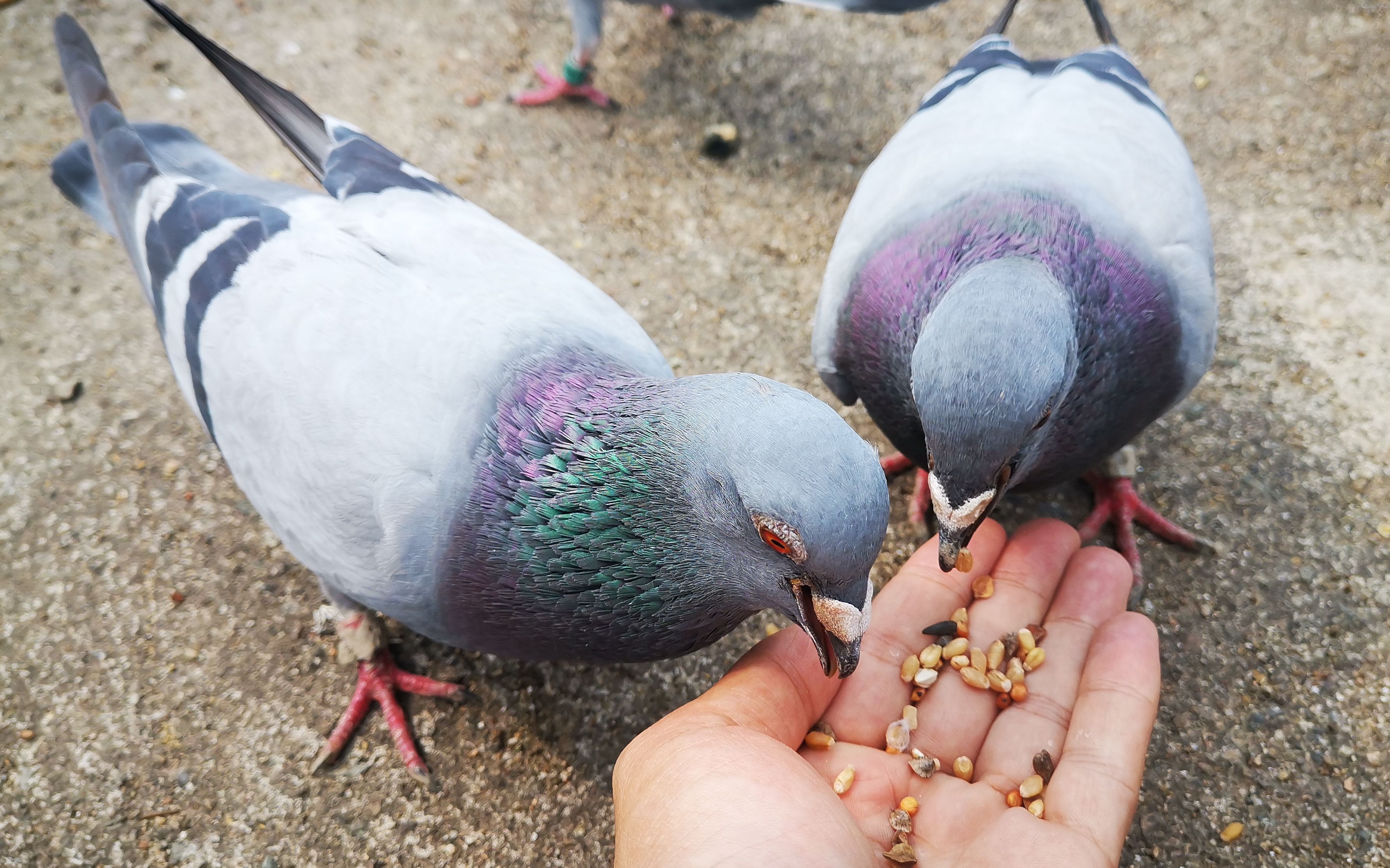 沿海潮湿天气鸽棚里的鸽蝇泛滥柚子教你如何消灭烦人鸽蝇