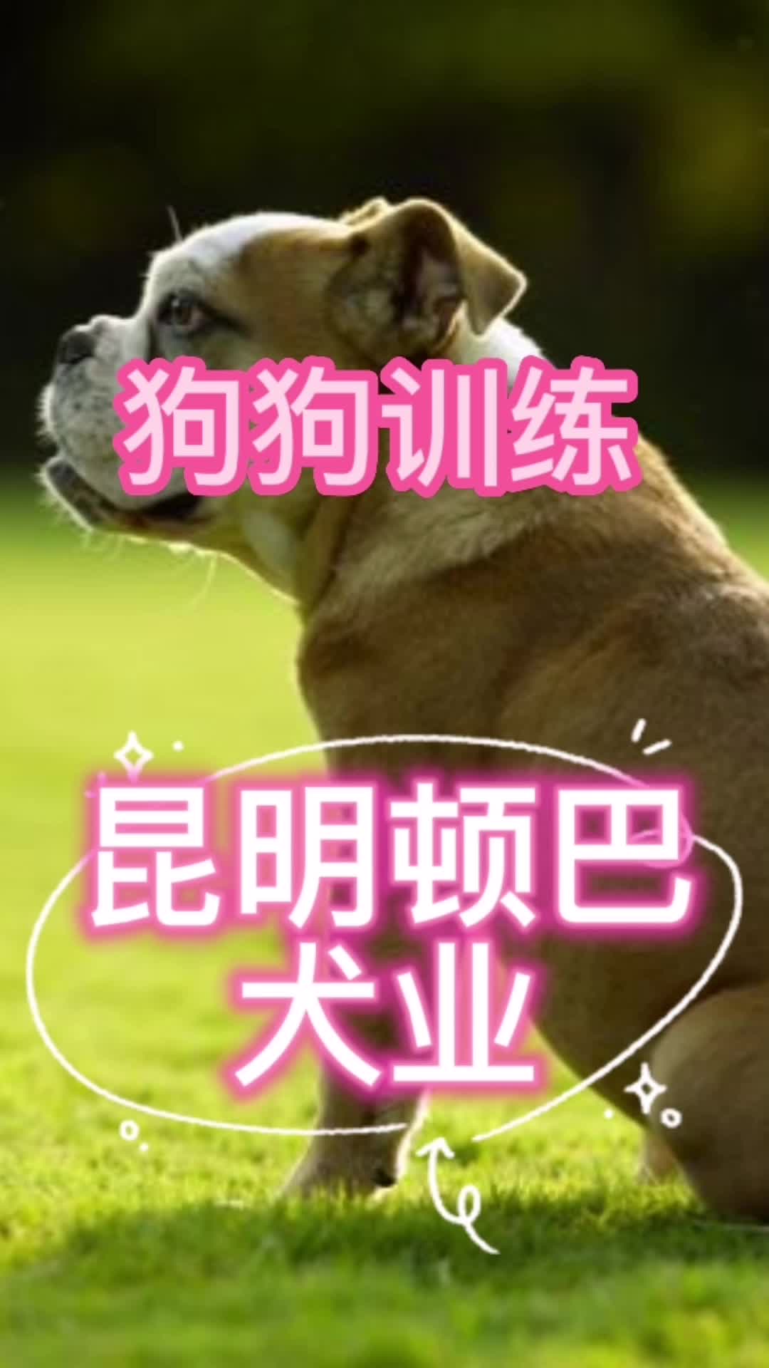 昆明宠物训练,狗狗训练,训犬哪家好?推荐昆明顿巴犬业哔哩哔哩bilibili