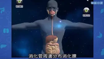 消化系统-3D动画