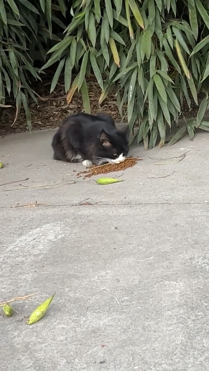 乌云踏雪白手套小奶猫图片