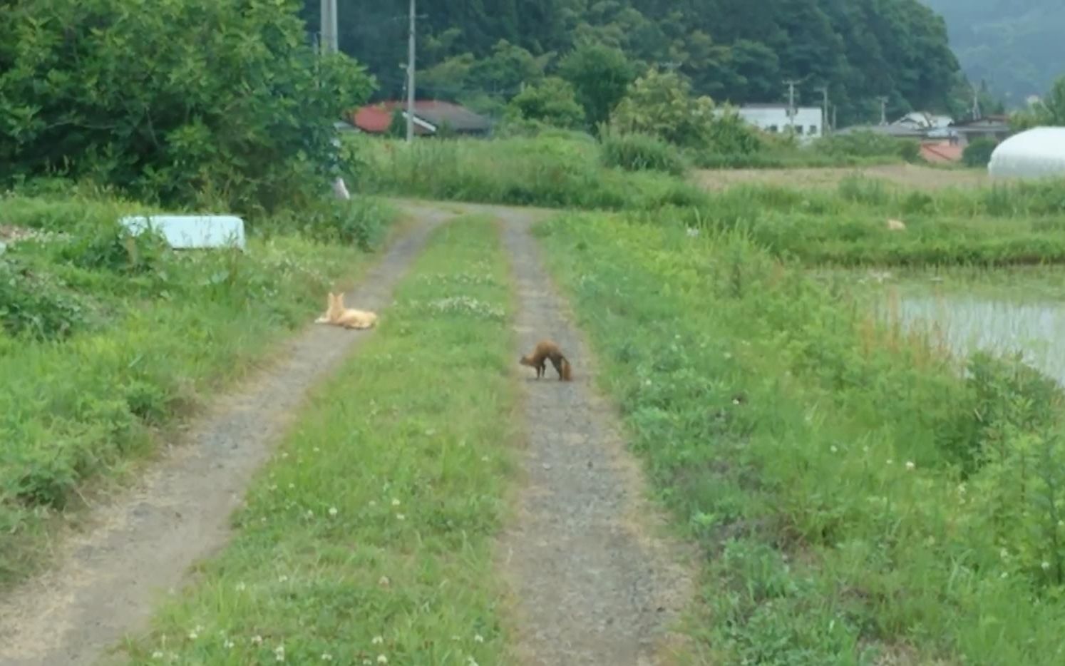 [图]家猫遇见黄鼠狼竟然溜走了，黄鼠狼拱着身体，明显是有攻击的意思