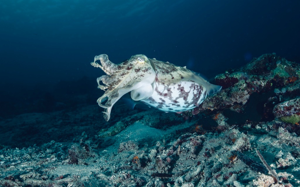 墨鱼产卵大揭秘 cuttlefish laying eggs