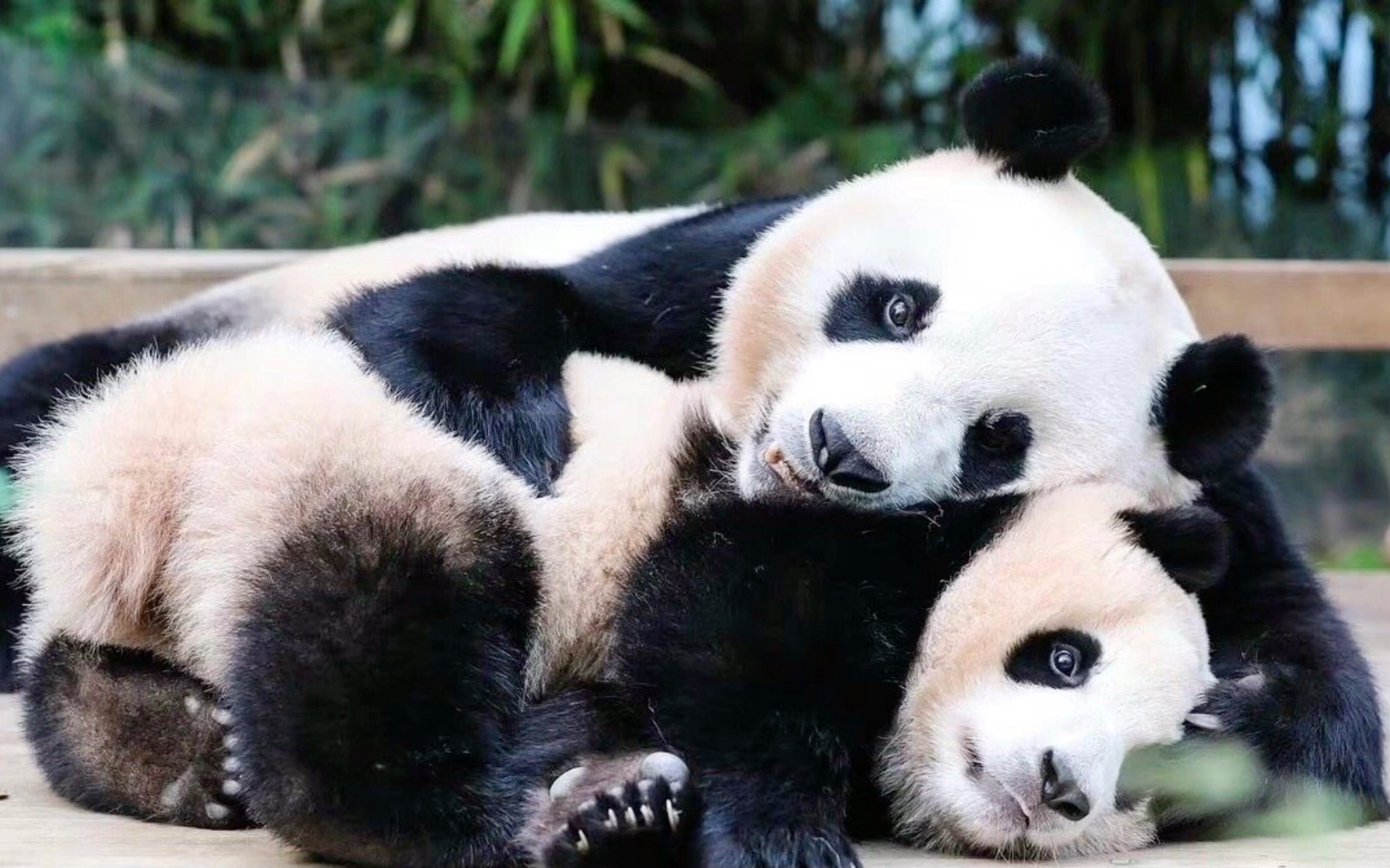 今天是学妈妈的福宝,福宝与爱宝复制粘贴的瞬间