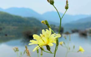 [图][宋]晏殊《木兰花/玉楼春》燕鸿过後莺归去。细算浮生千万绪。长於春梦几多时，散似秋云无觅处。闻琴解佩神仙侣。挽断罗衣留不住。劝君莫作独醒人，烂醉花间应有