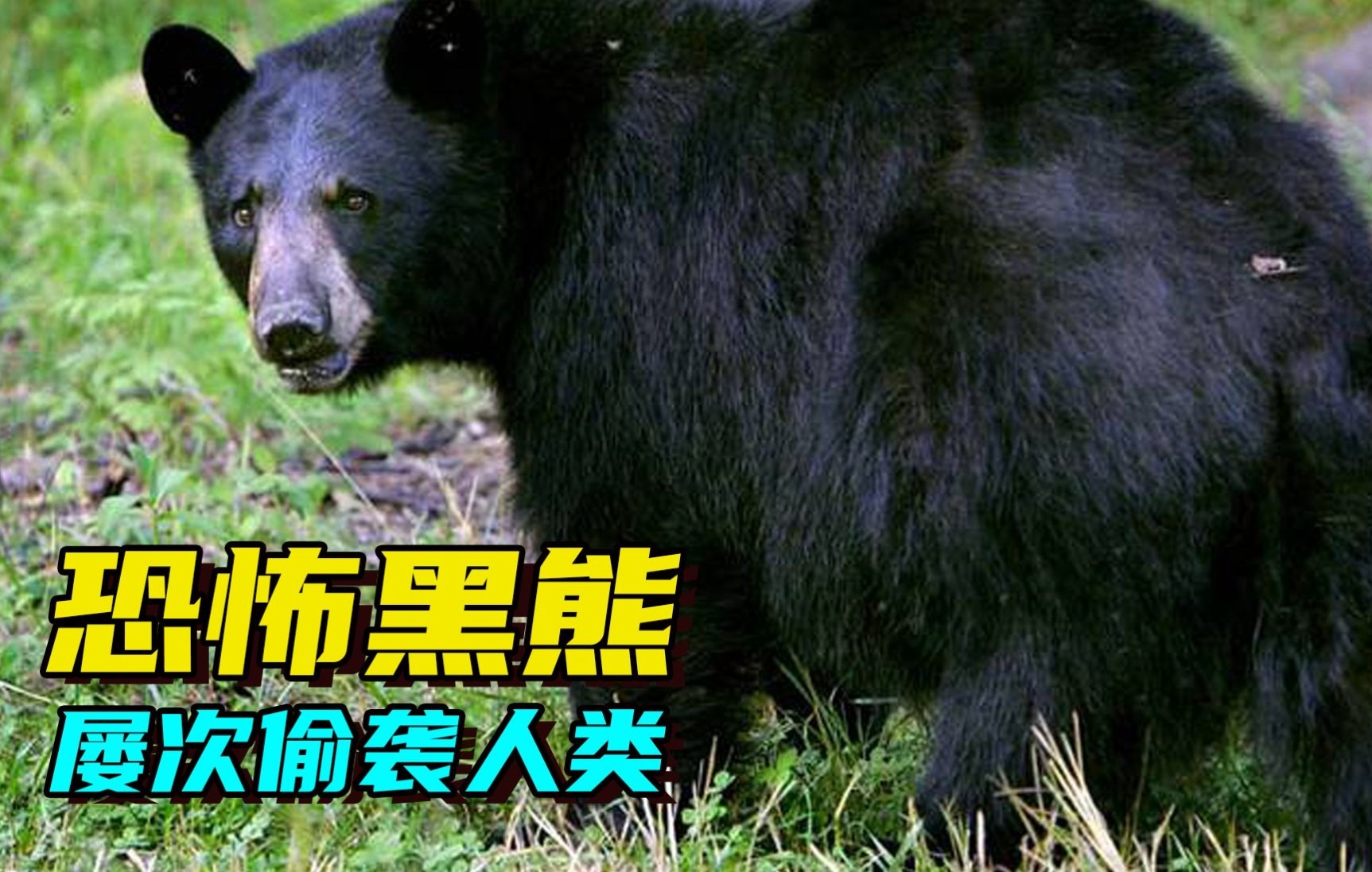 嗜血黑熊猎杀人类 造成一死两伤惨剧 真实事件改编纪录片哔哩哔哩bilibili