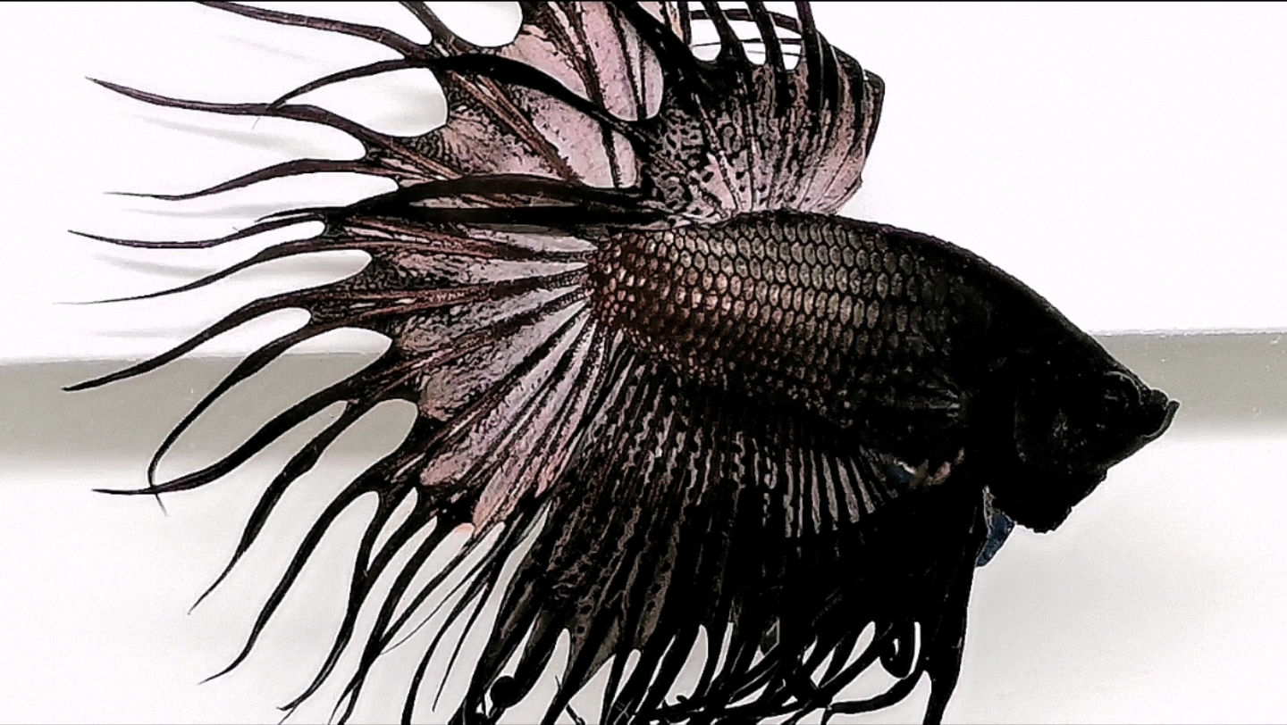 泰国斗鱼毒液狮王,扑克斗鱼作品,欢迎各位粉丝选购