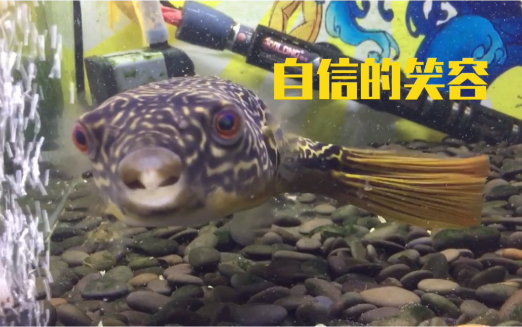 皇冠狗头鱼会笑的鱼有着自信的笑容