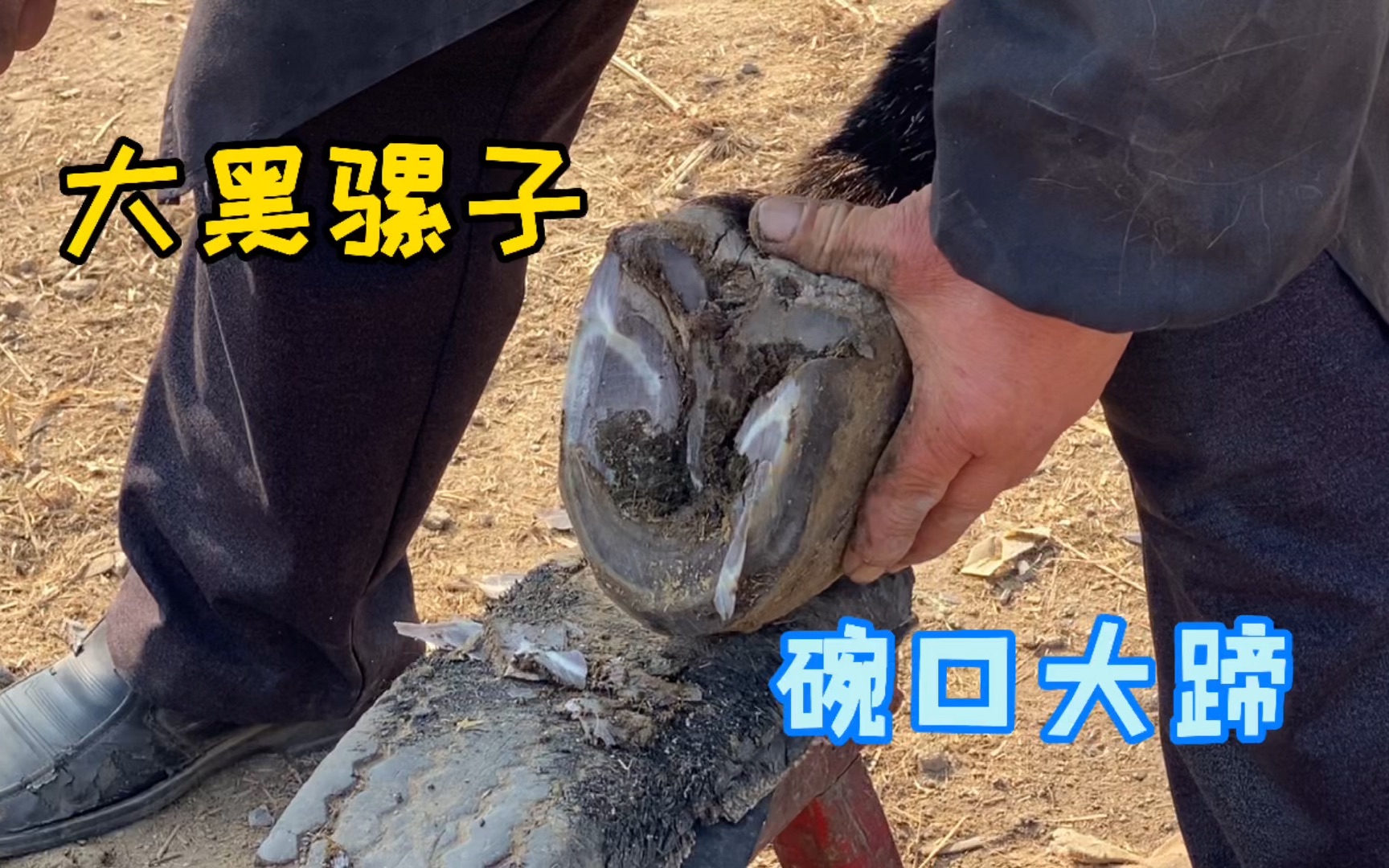 骡子蹄子碗口大,主人赶车来集上找修蹄师美甲,这大个子真听话!