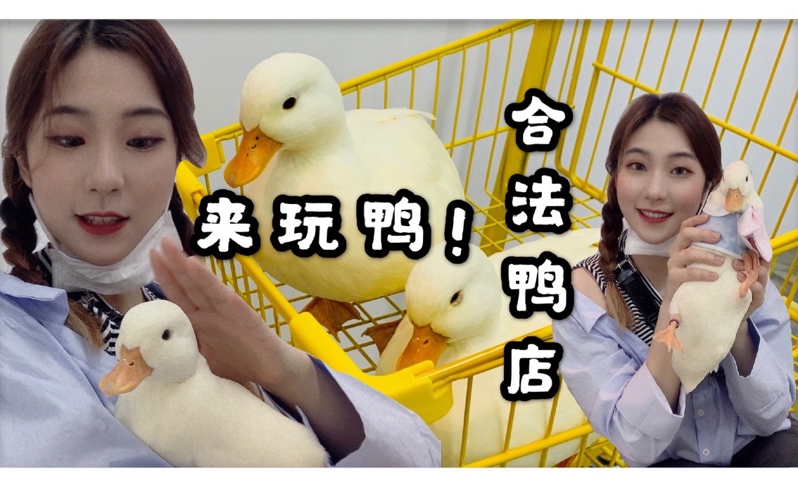 柯尔鸭厦门第一家合法鸭店王思聪同款万元鸭鸭随便撸快来玩鸭