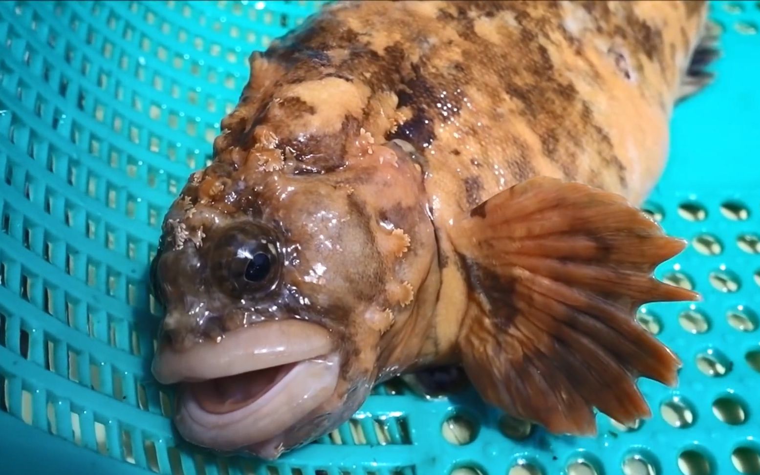 korean street food - 日本笠鳚 刺身