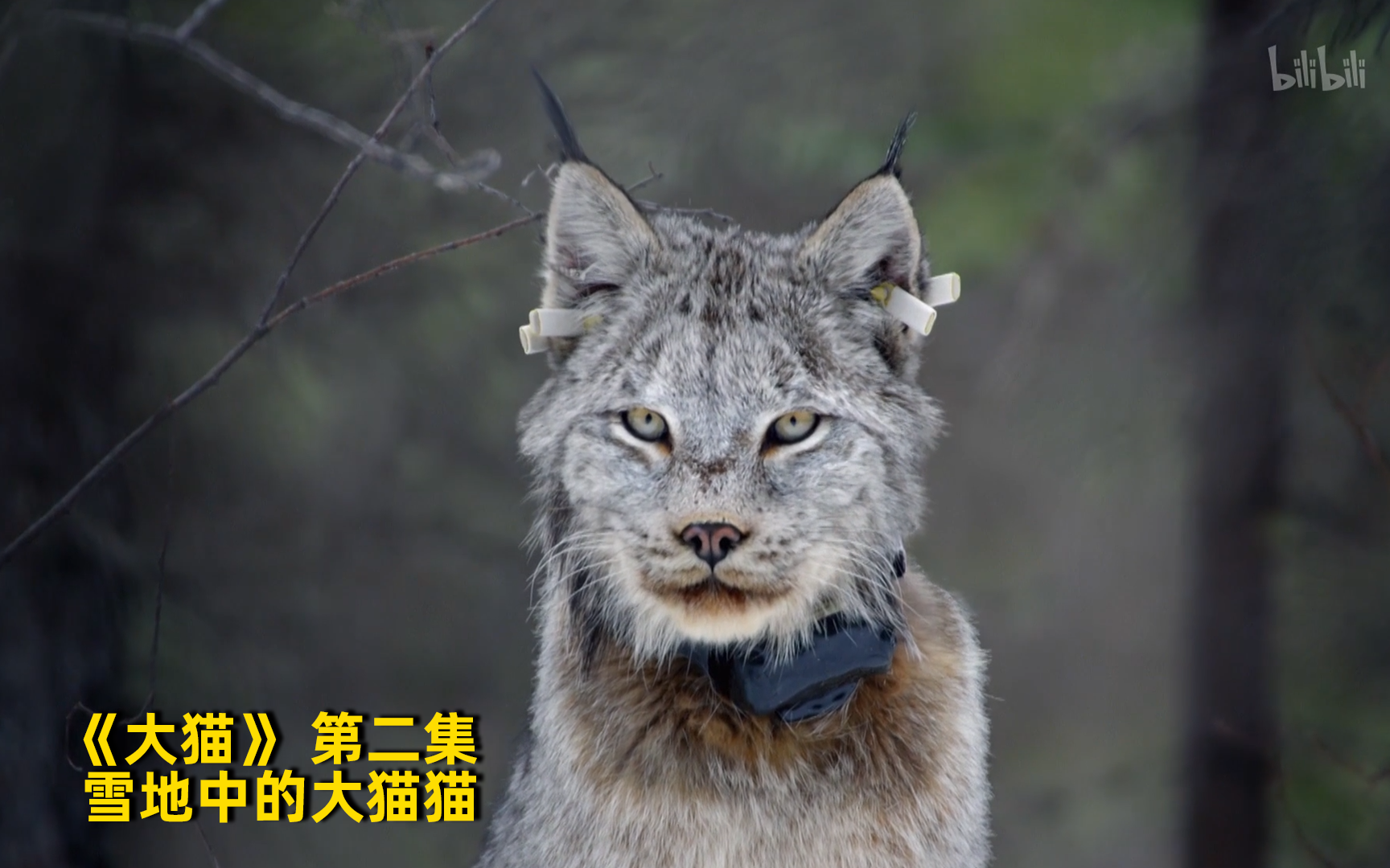 大猫看点2-纪录片-全集-高清正版在线观看-bilibili-哔哩哔哩