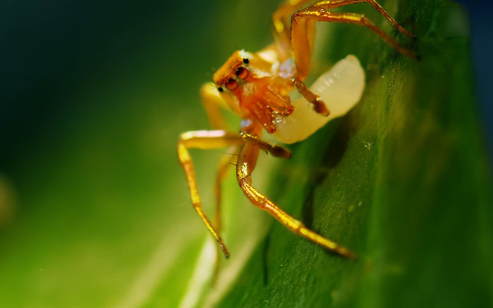 蜘蛛伪装成蚂蚁,深入蚁穴偷吃蚂蚁幼崽,一顿三餐顿顿不落!