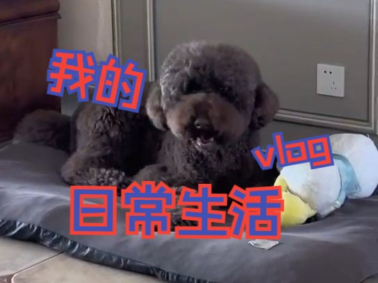 英语寒假作业——小小vlogger! 和我过一天吧~ made by Lu哔哩哔哩bilibili