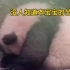 【熊猫】熊生艰难，尝尽人生百态