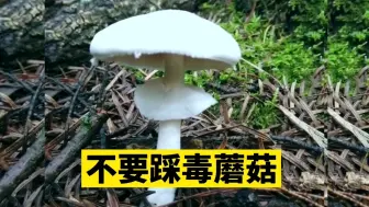 Download Video: 不要故意毁坏、踩死毒蘑菇