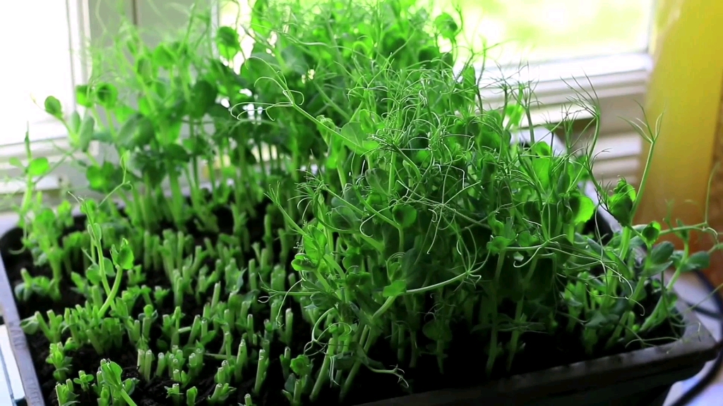 在家盆栽豌豆尖,种在阳台小院,随吃随摘