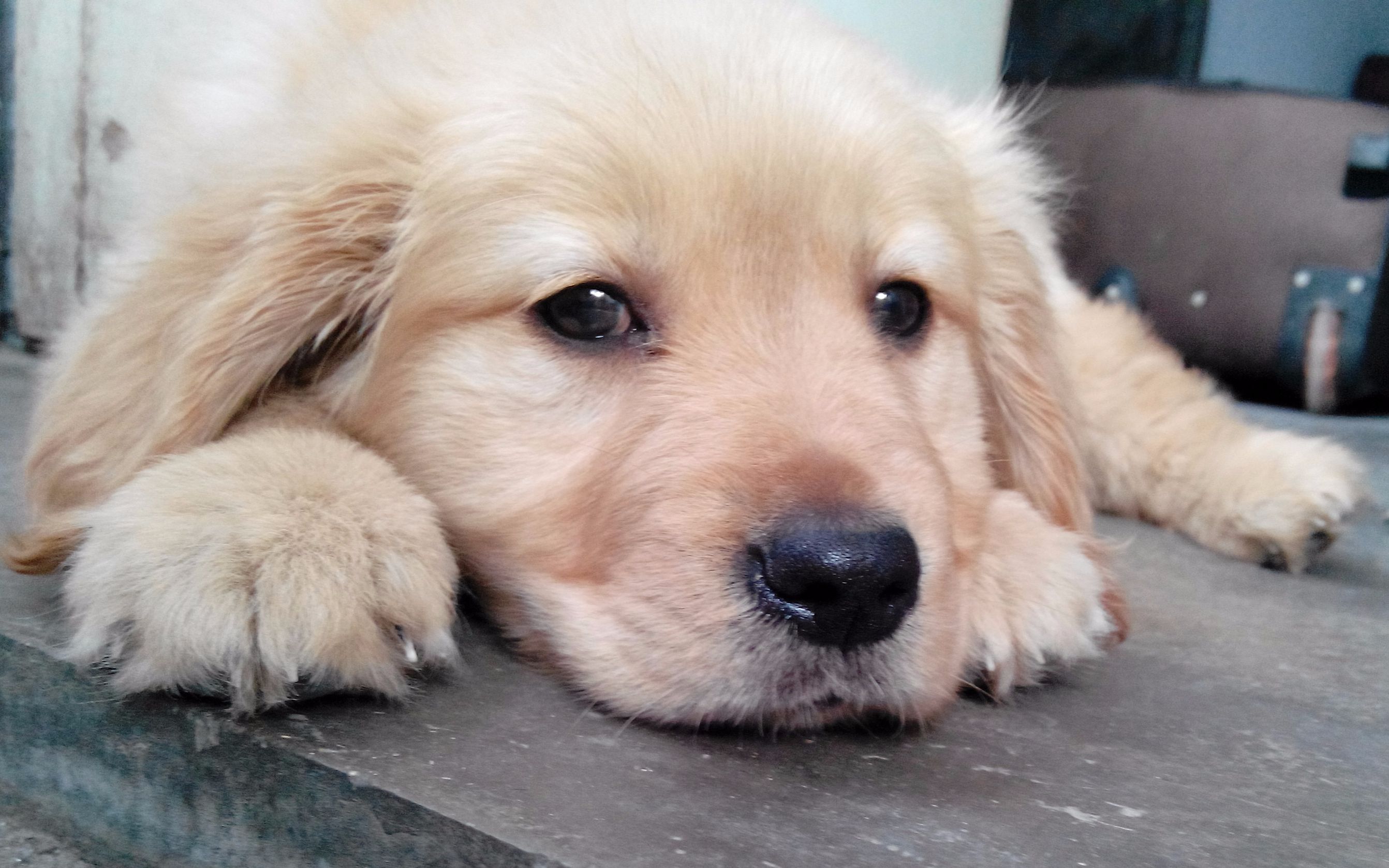 揉狗头什么的最爽了