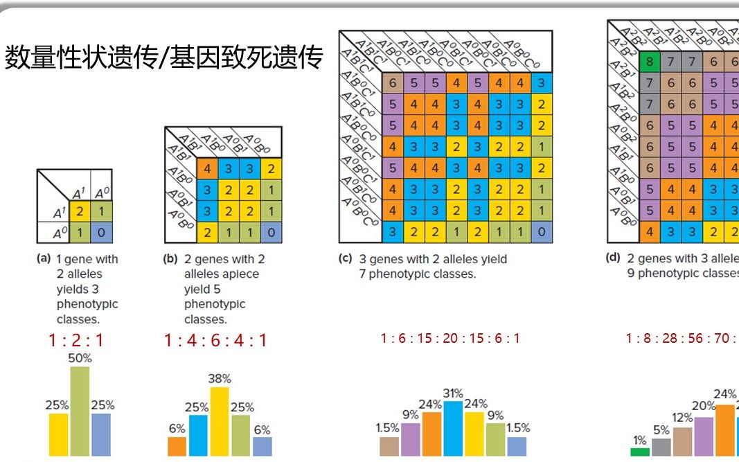 自由组合定律习题2:基因累加效应(数量性状遗传)+基因致死(合子致死和配子致死)最全的推导!哔哩哔哩bilibili