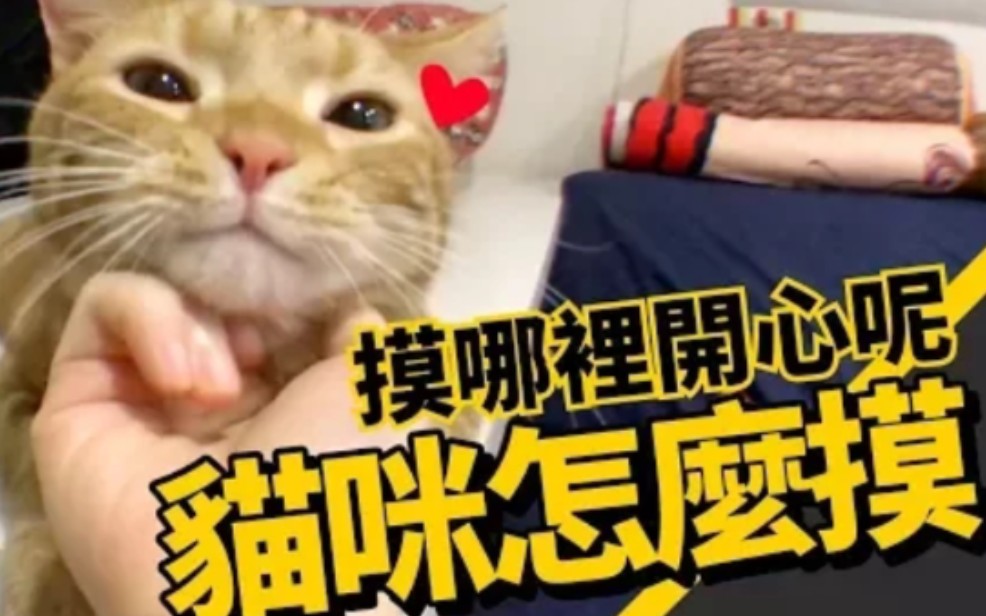 撩猫的哪些技巧?怎么摸才开心哔哩哔哩bilibili