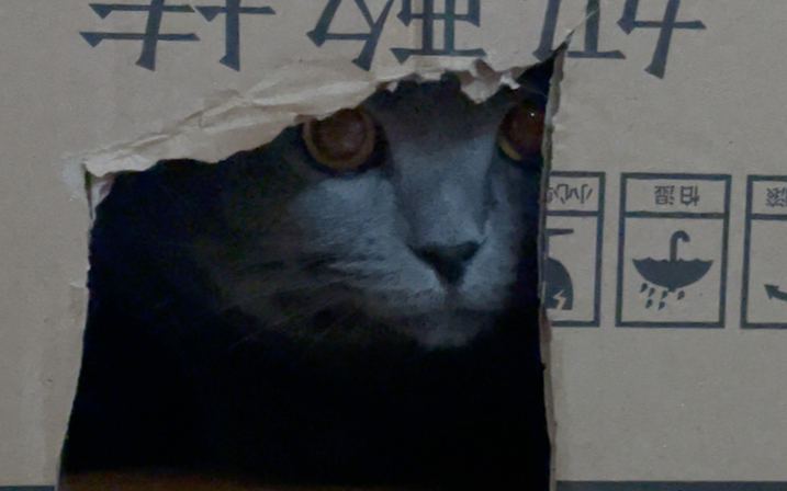 [图]【汤姆猫】躲猫猫2