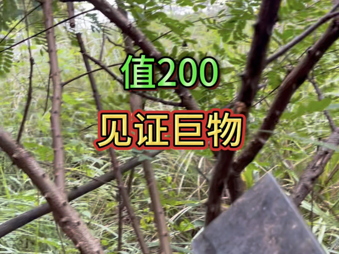 见证真正的巨物,这根应该值200了#真实户外 #斗米虫 #野生药材 #大自然的馈赠 #滋补佳品哔哩哔哩bilibili