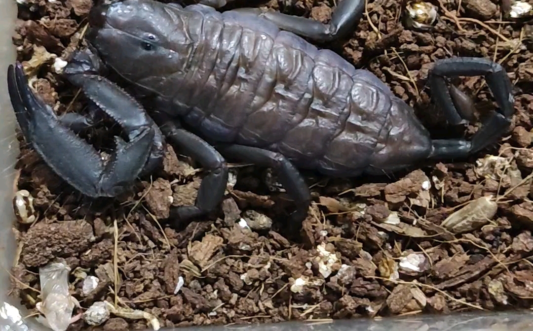 南非巨人扁石蝎5l