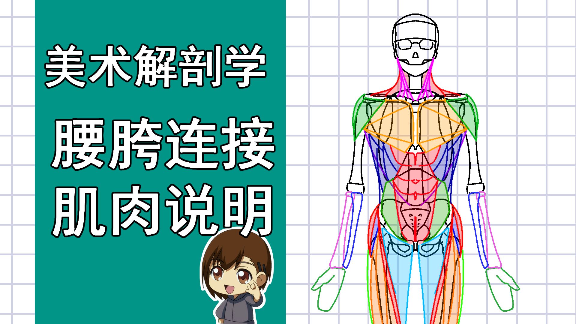 美术解剖学-55-腰胯连接的肌肉说明