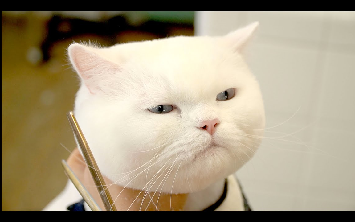 波斯猫美容记,说好的美容怎么剃光了呢!!