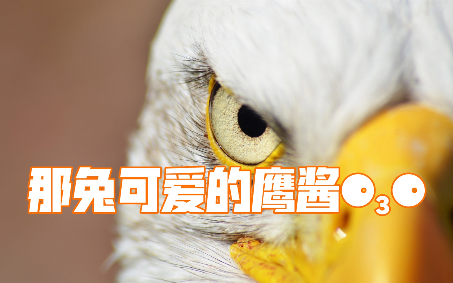 [那兔鹰酱可爱集锦2.0]鹰酱可真是个好禽兽_哔哩哔哩_bilibili