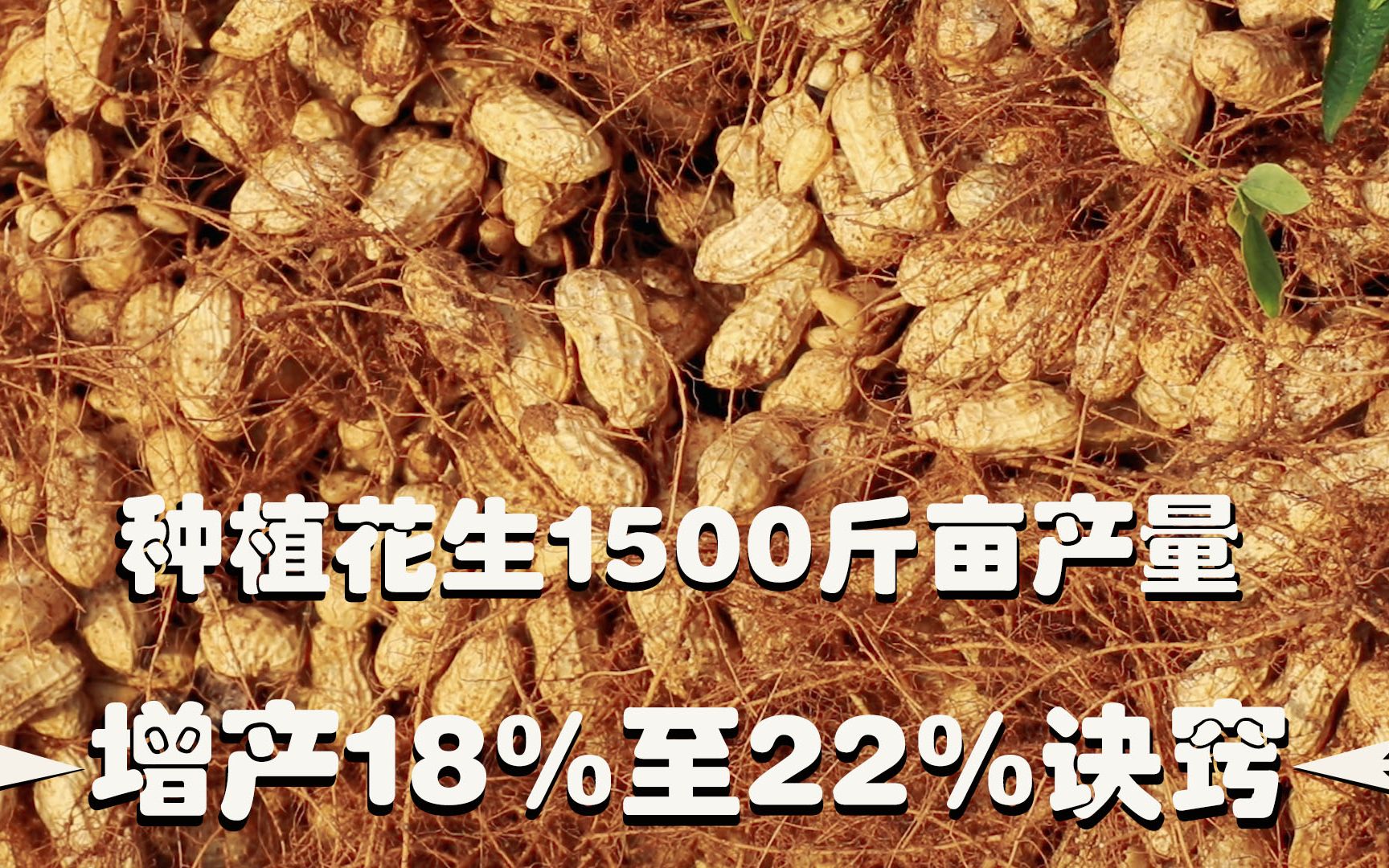 揭秘,花生亩产1500斤,掌握这些诀窍,增产18%至22%,值得学!哔哩哔哩bilibili