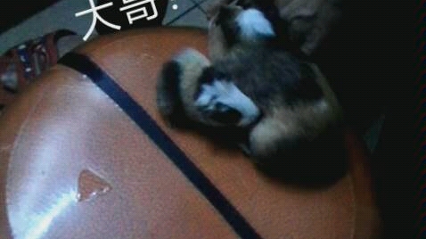 【荷兰猪】大公猪和小公猪哔哩哔哩bilibili