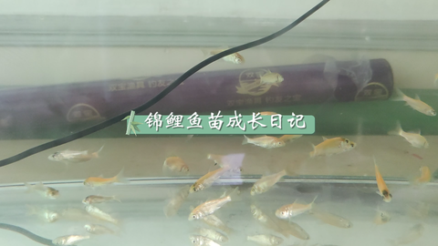 锦鲤成长日记 2 哔哩哔哩 Bilibili