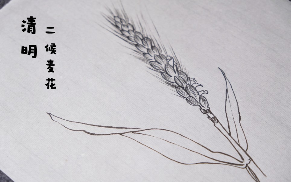 【白描】二十四番花信风 61 清明 61 二候麦花_哔哩哔哩 (゜-゜)