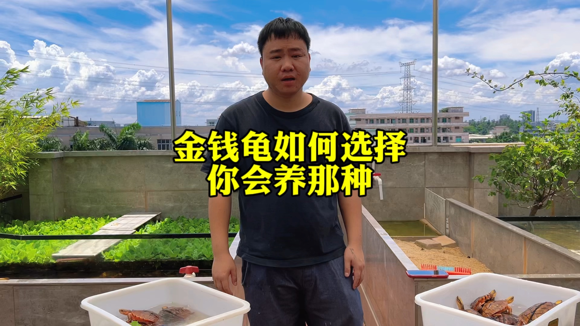 金钱龟该如何选择?其实看个人更加喜欢哪一种