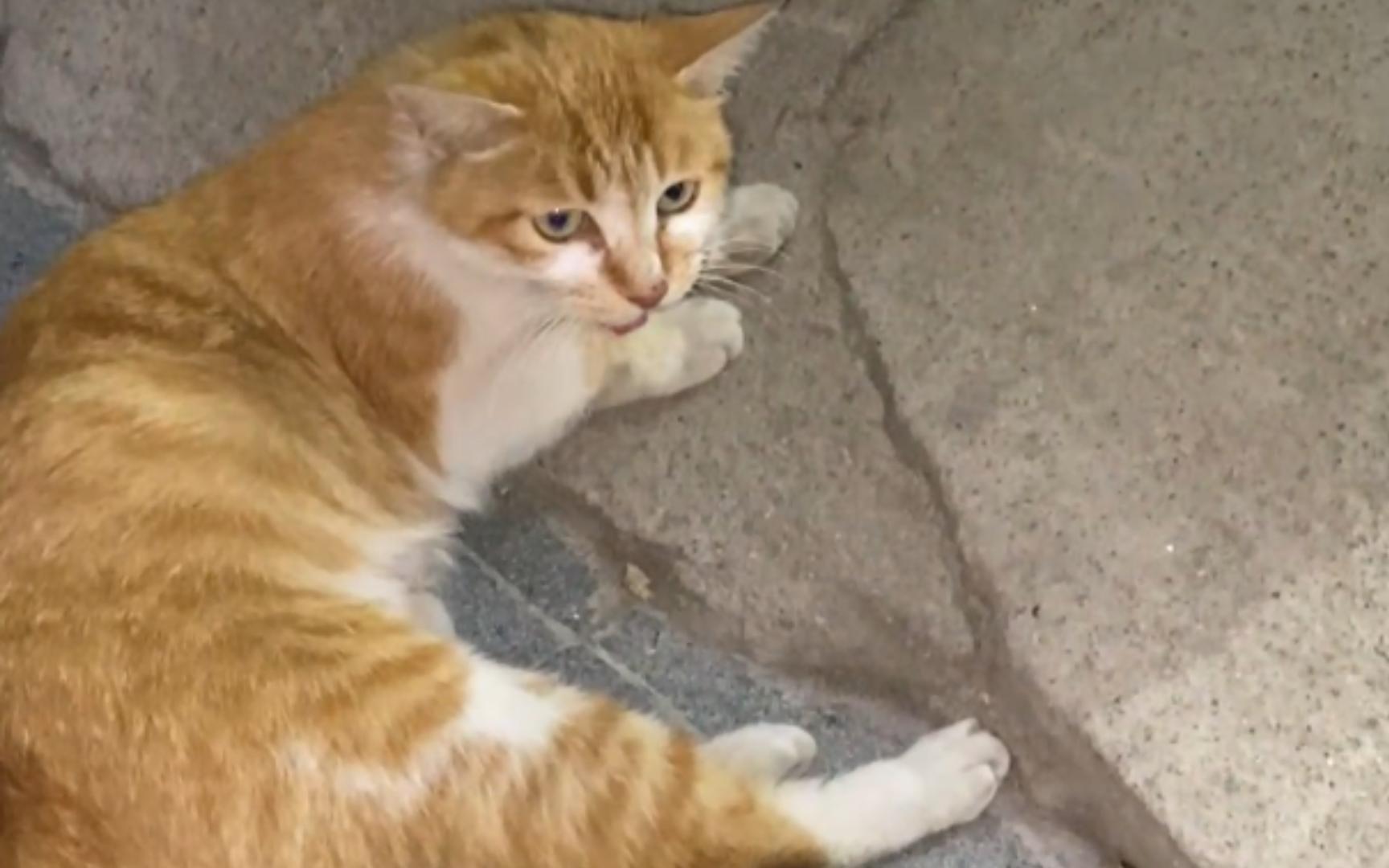 白橘猫:讨厌没有边界感的人类,那就怪不得我哈你了